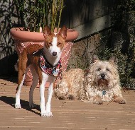 Ripley and Rocky on a sunny day